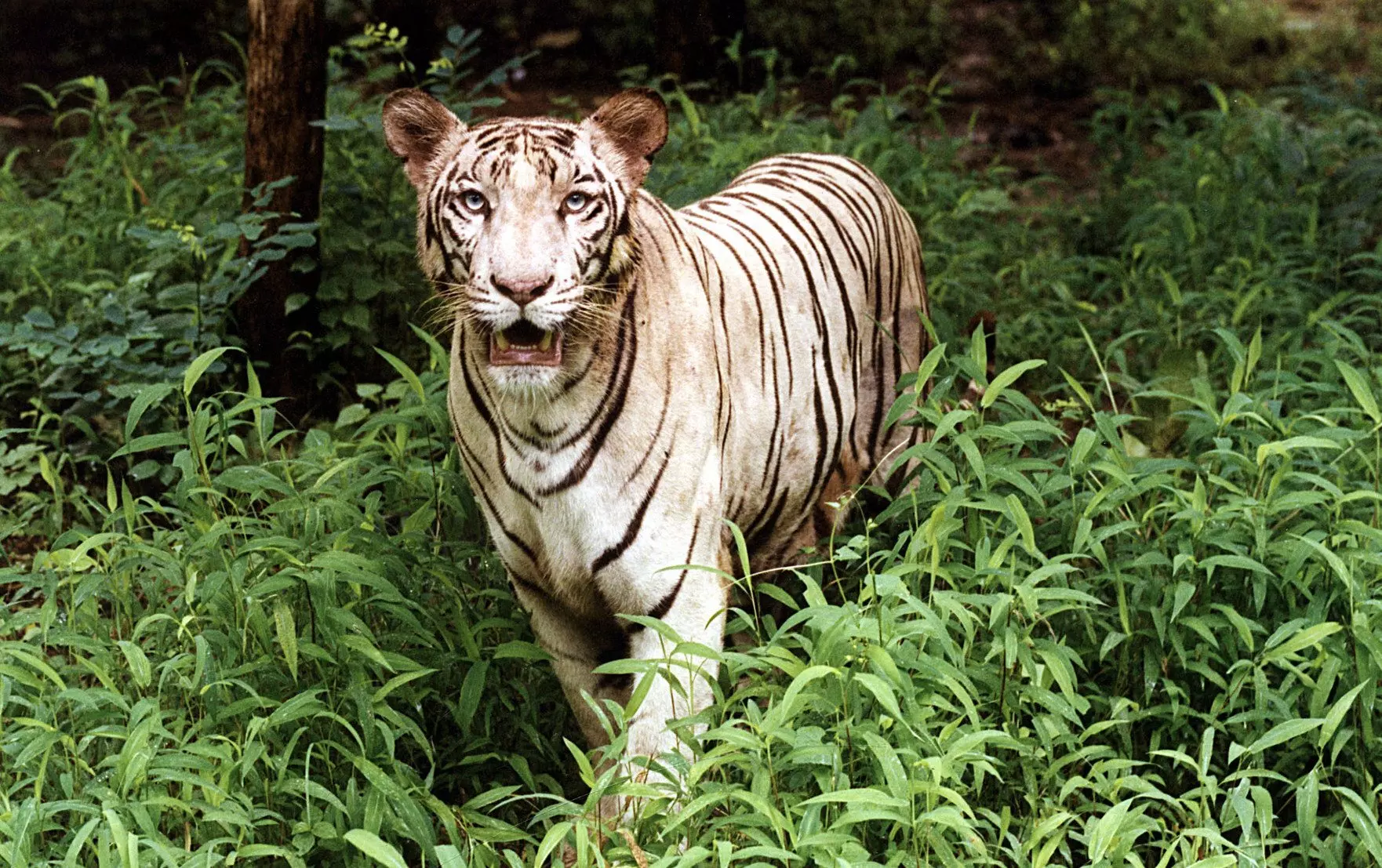 Eluru: Tiger eats cow at Kovvada