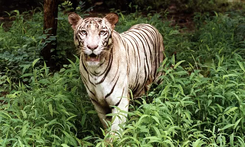 K12, related to two poisoned tigers, yet to be traced