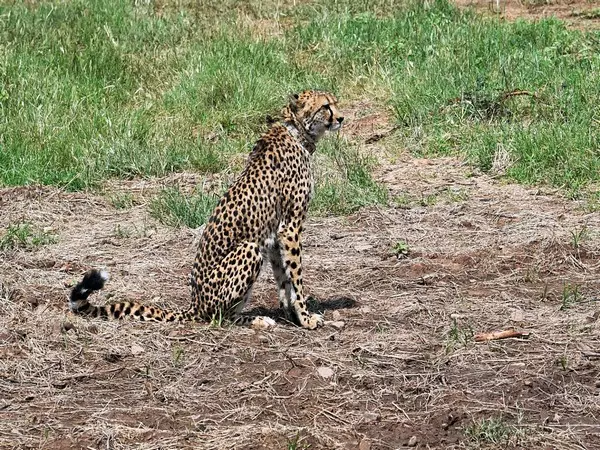 Another Namibian cheetah dies at MPs Kuno National Park