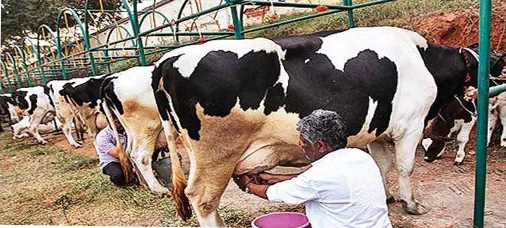 Farmers urge dairy officials to clear dues Farmers urge dairy officials to clear dues