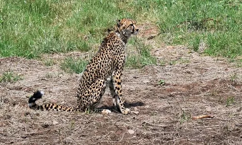 Another Namibian cheetah dies at MPs Kuno National Park