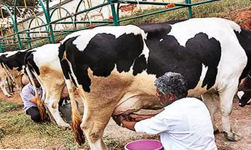 Farmers urge dairy officials to clear dues