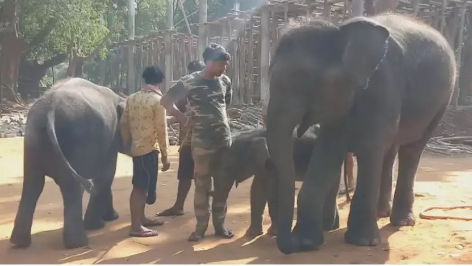 Odisha to deploy trained elephants to drive away their wild counterparts