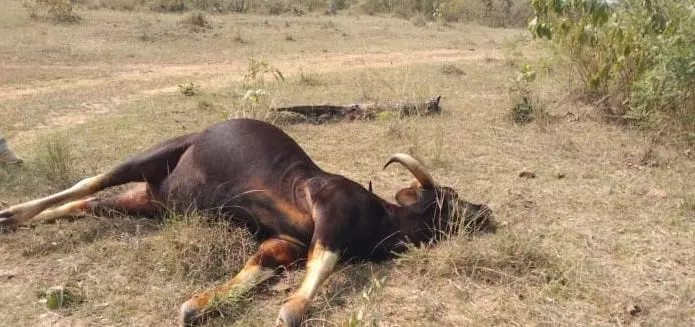 Pregnant Gaur Killed by Illegally Laid Power line in Khammam Pregnant Gaur Killed by Illegally Laid Power line in Khammam