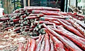 Task Force Cracks Whip on Red Sanders Smugglers; 20 Arrested Task Force Cracks Whip on Red Sanders Smugglers; 20 Arrested