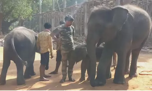 Odisha to deploy trained elephants to drive away their wild counterparts