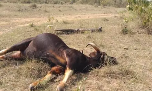 Pregnant Gaur Killed by Illegally Laid Power line in Khammam
