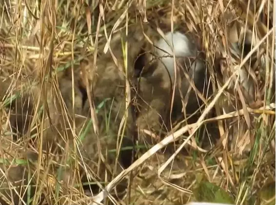 Namibian cheetah birthed 4, not 3 cubs, updates Environment Minister