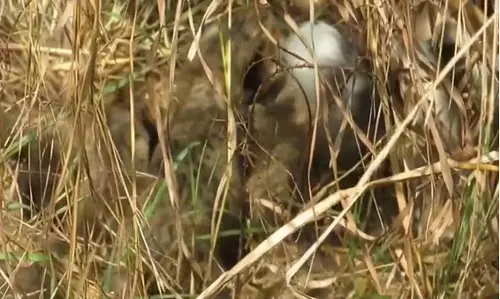 Namibian cheetah birthed 4, not 3 cubs, updates Environment Minister