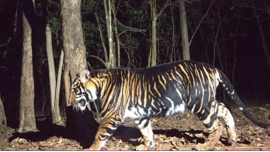 Odisha to Launch Worlds First Melanistic Tiger Safari in Mayurbhanj Odisha to Launch Worlds First Melanistic Tiger Safari in Mayurbhanj
