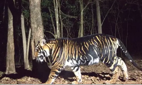 Odisha to Launch Worlds First Melanistic Tiger Safari in Mayurbhanj