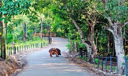 Colombia is finally tackling its hippo problem