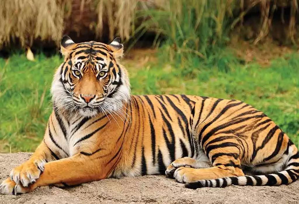 Strayed Tiger Returning Home Habitat at Papikonda National Park