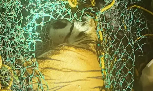 Speeding Car Mows Down Tiger Near Mysuru Airport