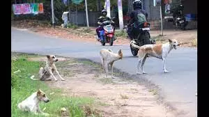 One Year Old Dies In Stray Dog Attack