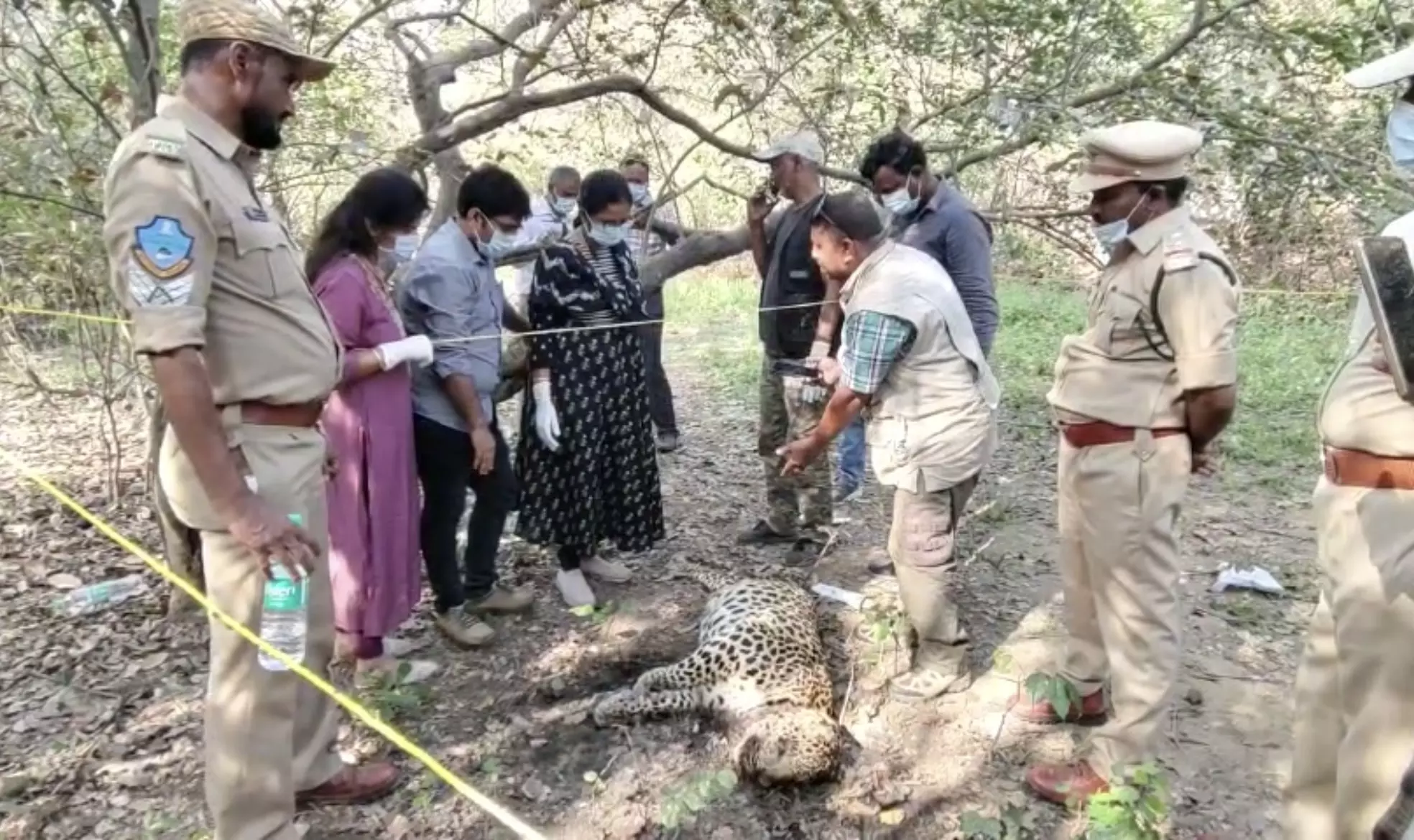 Leopard Found Dead in Rangareddy Forest, Fourth Big Cat Death Since Jan. 1