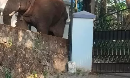 Jumbo captured and shifted from Kerala dies in Karnataka