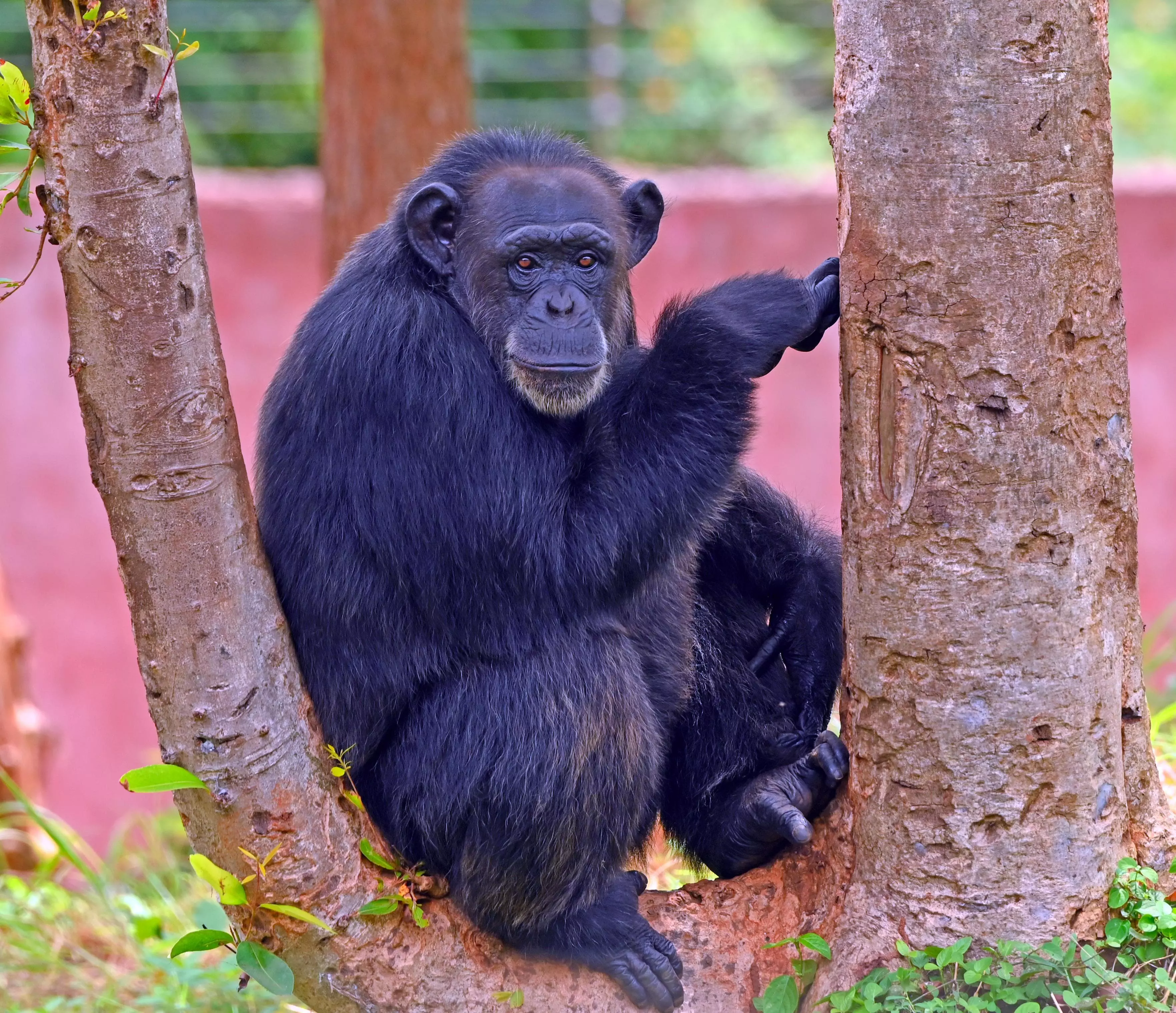 Indira Gandhi Zoological Park Mourns the Loss of Chimpanzee, Cheepa