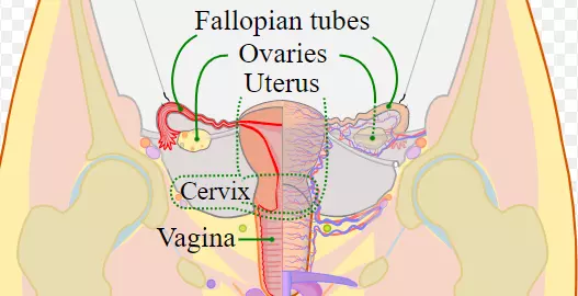 Navigating Menstrual Health: Supporting Cervical Wellness during the Monthly Cycle