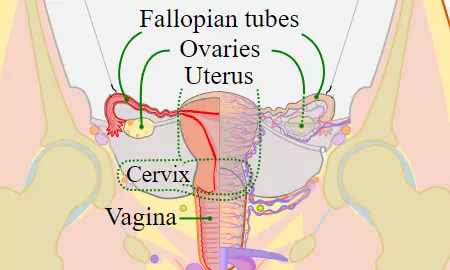 Navigating Menstrual Health: Supporting Cervical Wellness during the Monthly Cycle