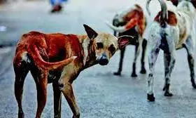 75 Year Old Woman Mauled To Death By Stray Dogs