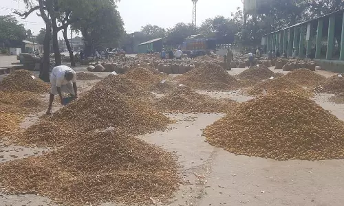 Nizamabad Market Sees Increase in Turmeric Arrivals