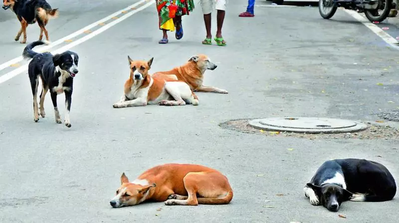 33 stray dogs buried in village, probe ordered