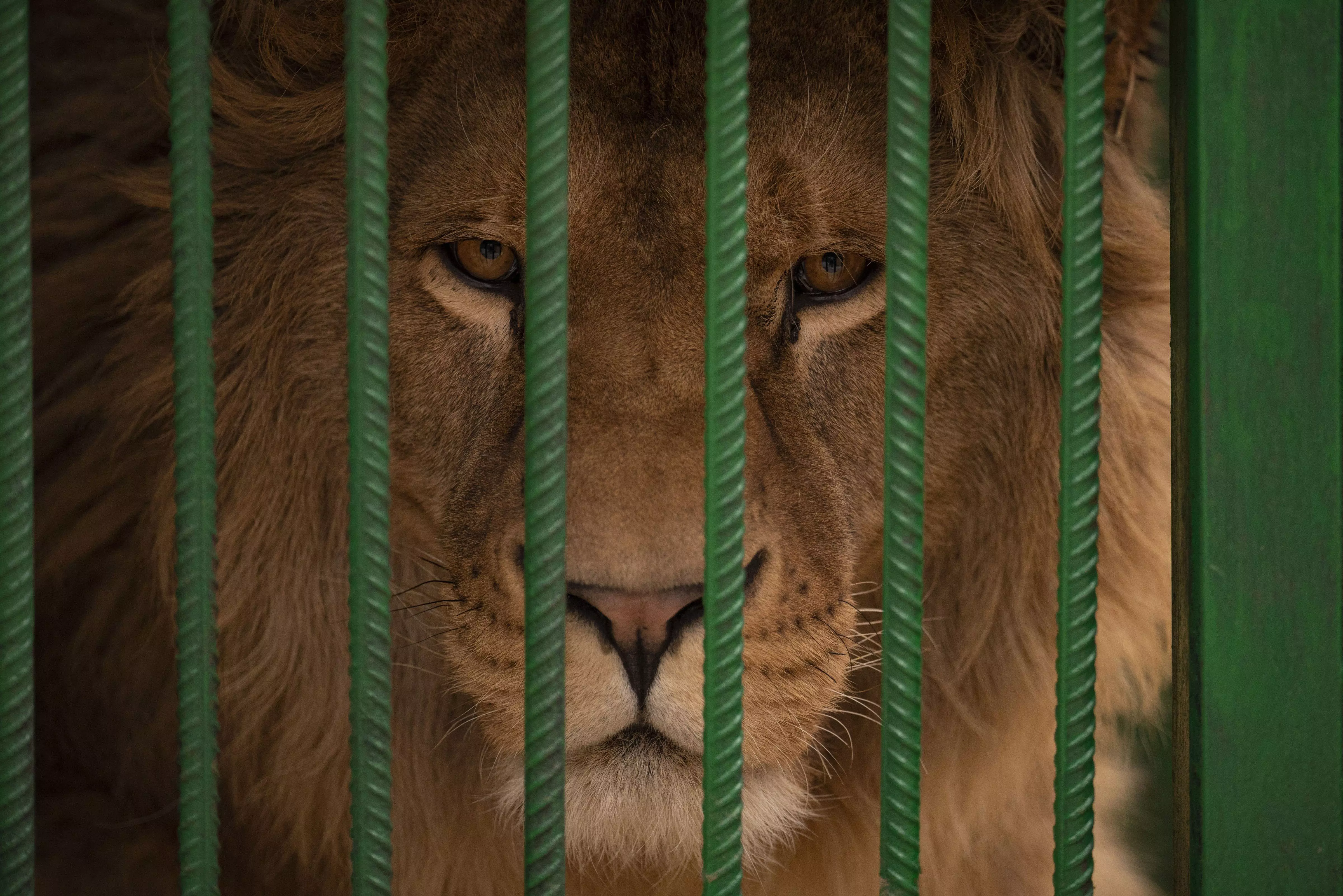 Tirupati: Man Jumps into Lion Enclosure at Zoo, Mauled to Death