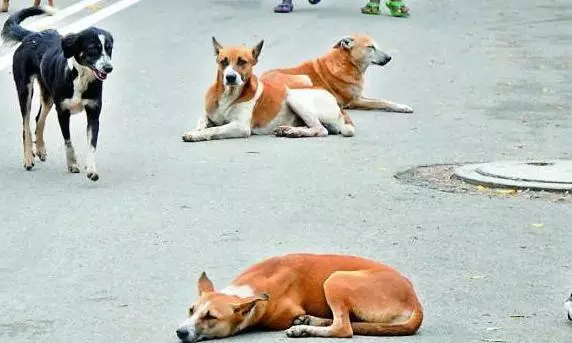 Six children among eight bitten by stray dog in UP village Six children among eight bitten by stray dog in UP village