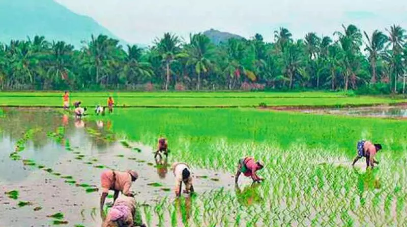 Agri GVA May Grow Better In FY25