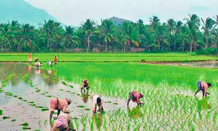 Agri GVA May Grow Better In FY25 Agri GVA May Grow Better In FY25