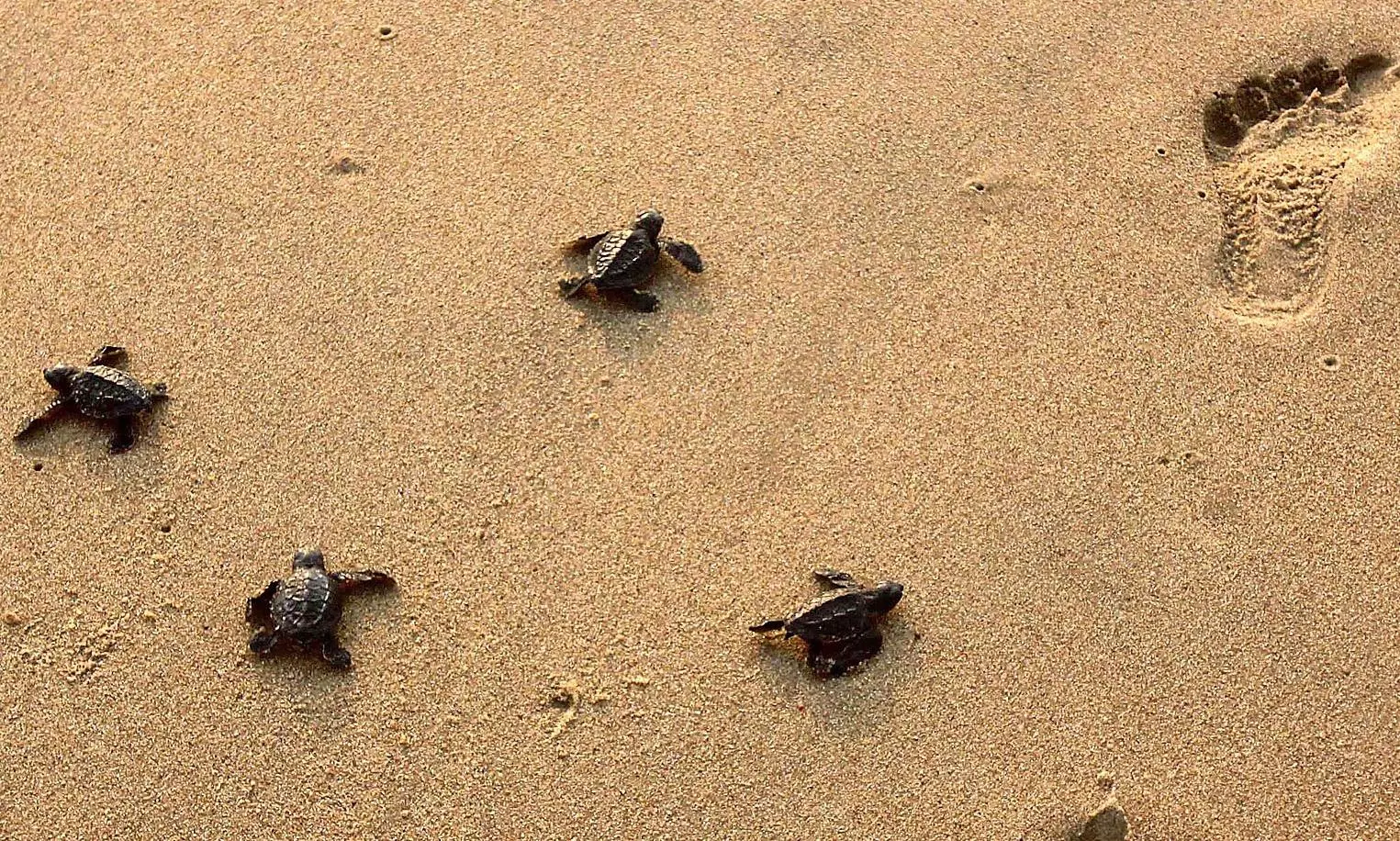 Dead Olive Ridley Turtles on Visakhapatnams RK Beach Spark Concerns