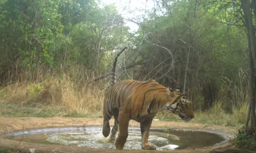 Amrabad Tiger Reserve to Get AI-Powered Electronic Eyes to Keep Watch