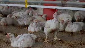 Poultry Industry Reeling Under Threat of Avian Flu Poultry Industry Reeling Under Threat of Avian Flu