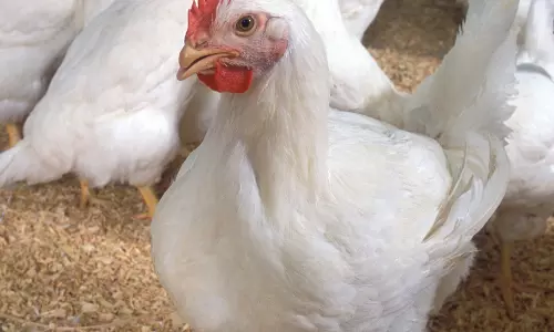 Nearly 4 lakh chickens die in Andhra; samples sent for testing