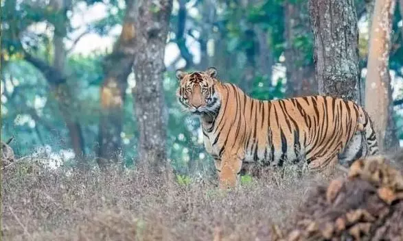 Tiger population grows in Odisha, Similipal sees increase from 16 to 27