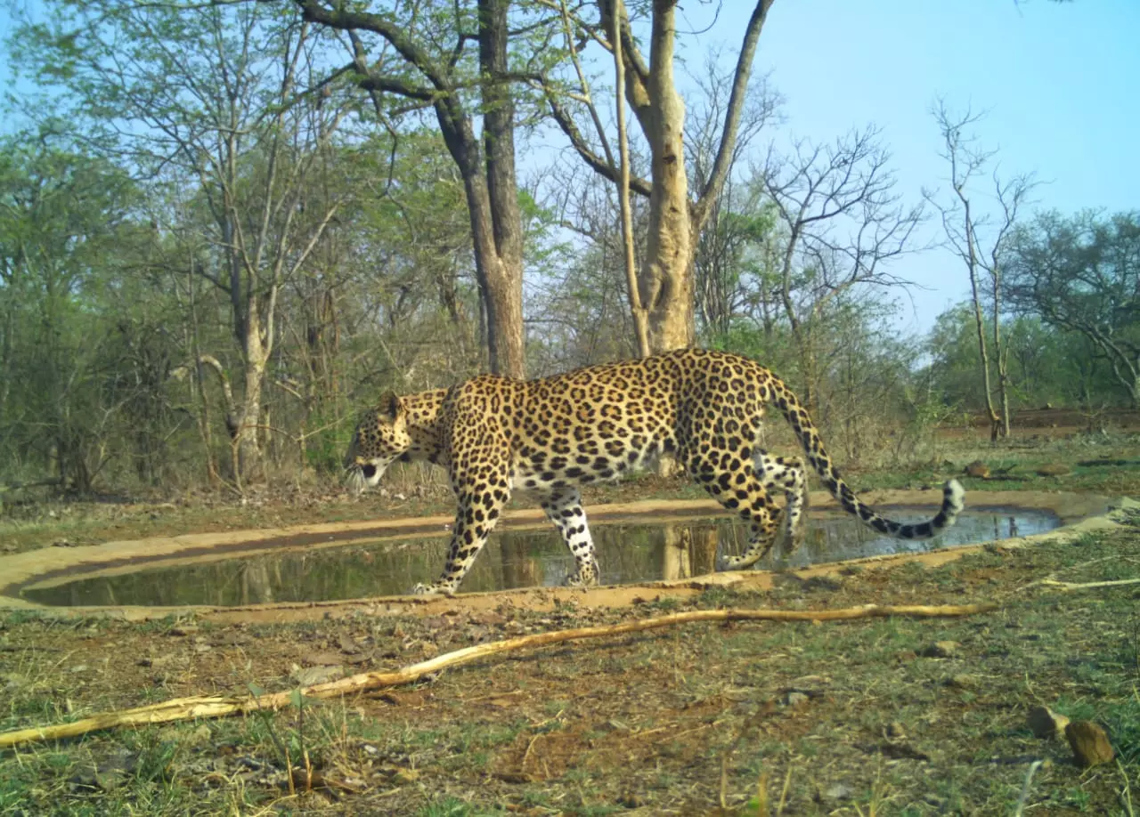 Leopard numbers fall in Telangana, on upswing in AP: Report Leopard numbers fall in Telangana, on upswing in AP: Report