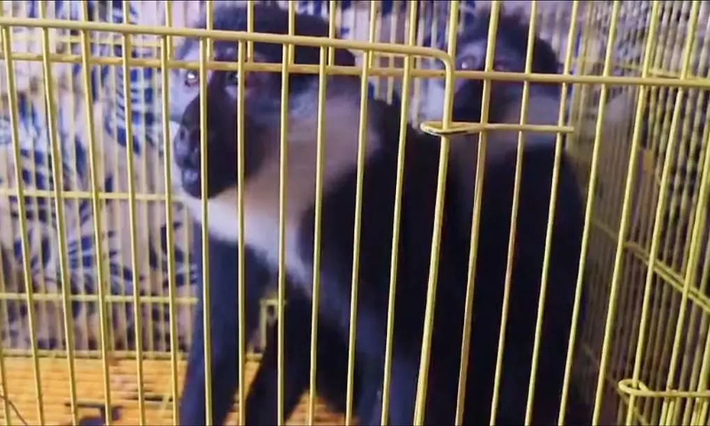 Smuggled Uganda Monkeys Seized at Ichchapuram Smuggled Uganda Monkeys Seized at Ichchapuram
