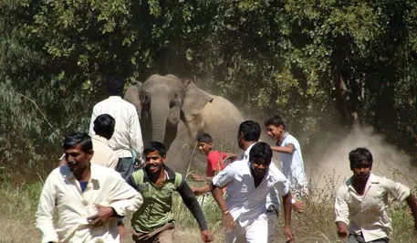 Odisha: Food-Searching Tusker Enters Human Habitation, Tramples Woman To Death
