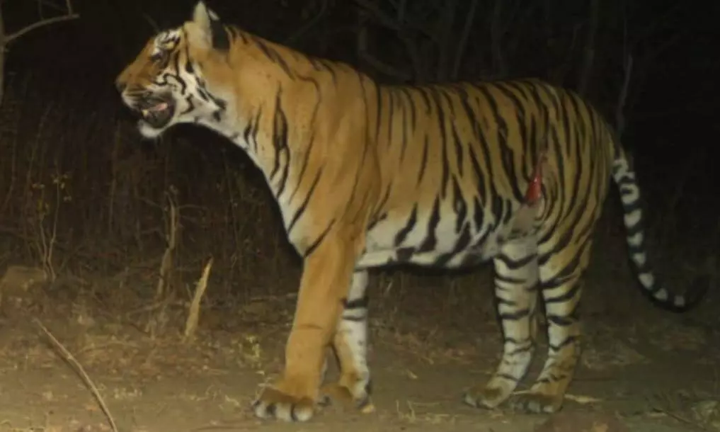 Tigress Released Back into Nagarjunasagar-Srisailam Reserve Forest