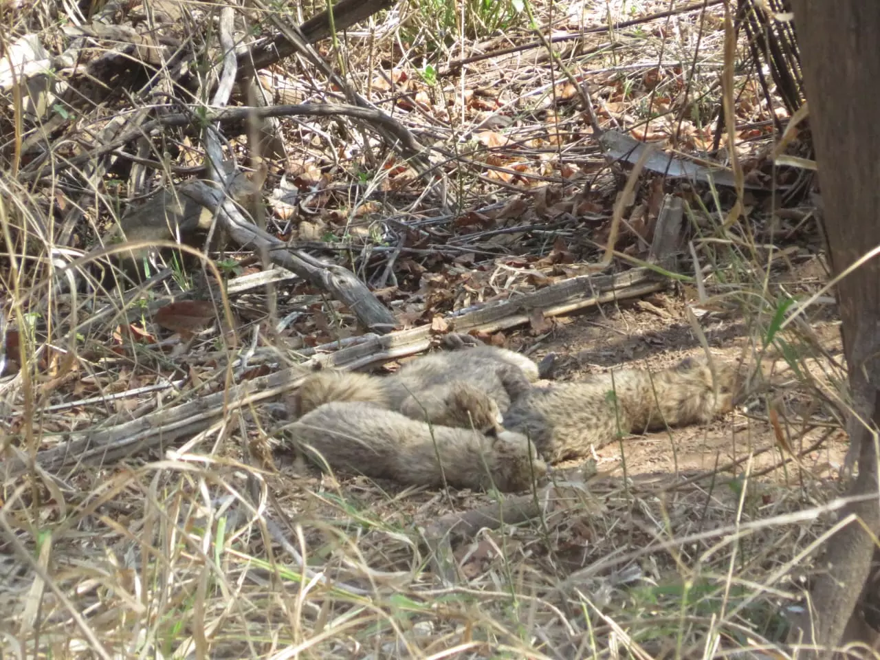 MP: Kuno Cheetah Gives Birth to 5 Cubs, Feline Count Hits 26