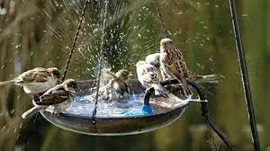 Place Water Bowls On Terrace For Birds, Suggests Vizag Mayor