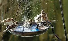Place Water Bowls On Terrace For Birds, Suggests Vizag Mayor Place Water Bowls On Terrace For Birds, Suggests Vizag Mayor