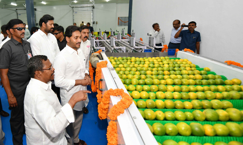 Jagan inaugurates AP’s first banana pack house