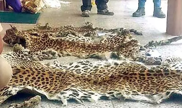 Leopard Skin Seizure Case Takes Curious Turn Leopard Skin Seizure Case Takes Curious Turn