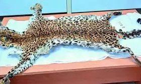 Seized Leopard Skin is from Odisha