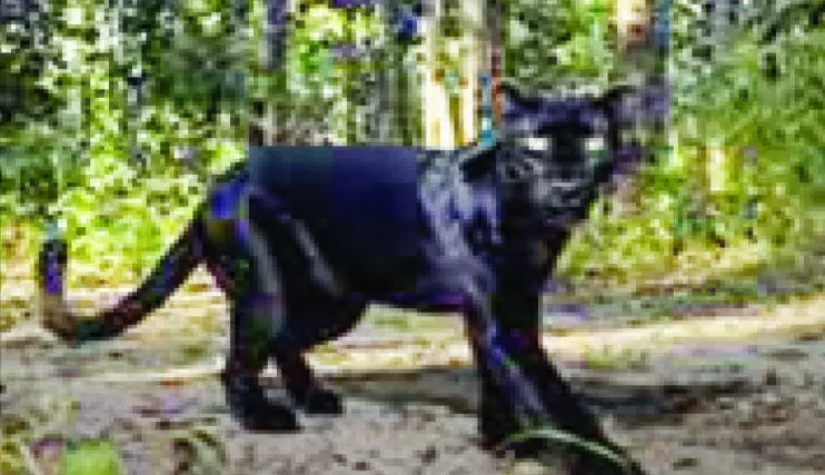 Black Leopard Spotted In Odisha’s Sundergarh, Forest Dept Confirms Its Presence