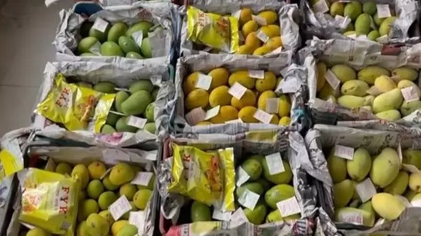 Two Fruit Vendors Held for Adding Ethylene to Ripen Mangoes