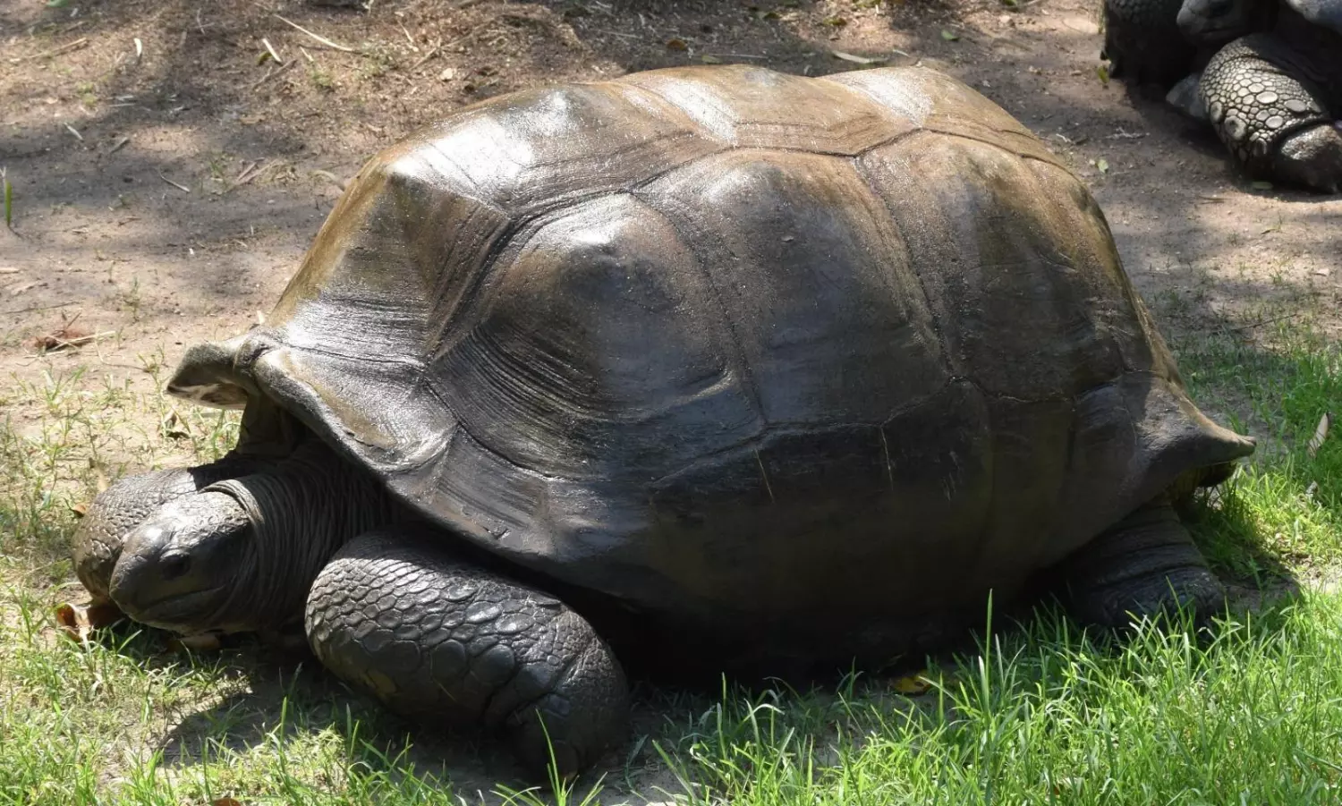 125-yr-old Giant Galapagos Tortoise Breathes his Last in Zoo
