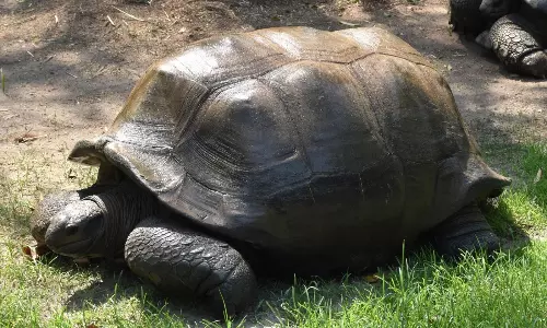 125-yr-old Giant Galapagos Tortoise Breathes his Last in Zoo